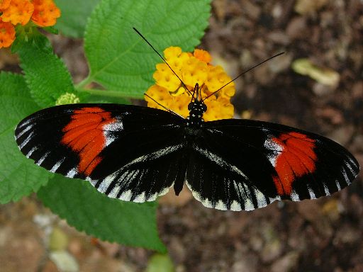 Foto 08